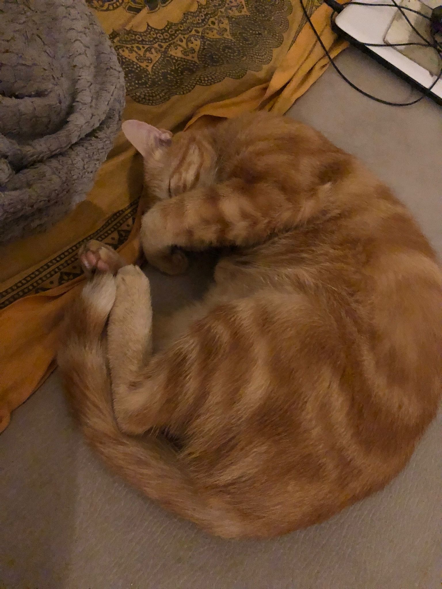 Ahamed - Avrillé-les-Ponceaux - Indre-et-Loire | Speed Dating