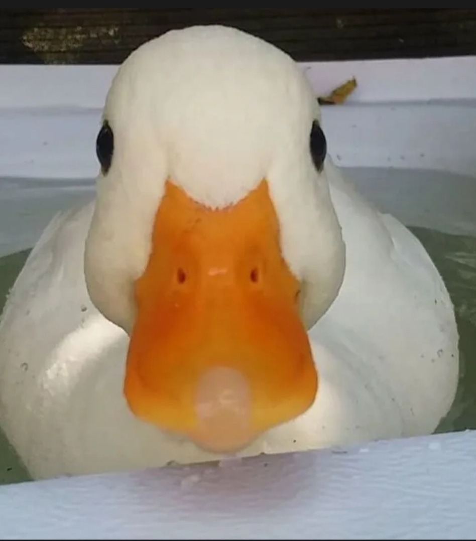 Bedirhan - Autry-le-Châtel - Loiret | Speed Dating