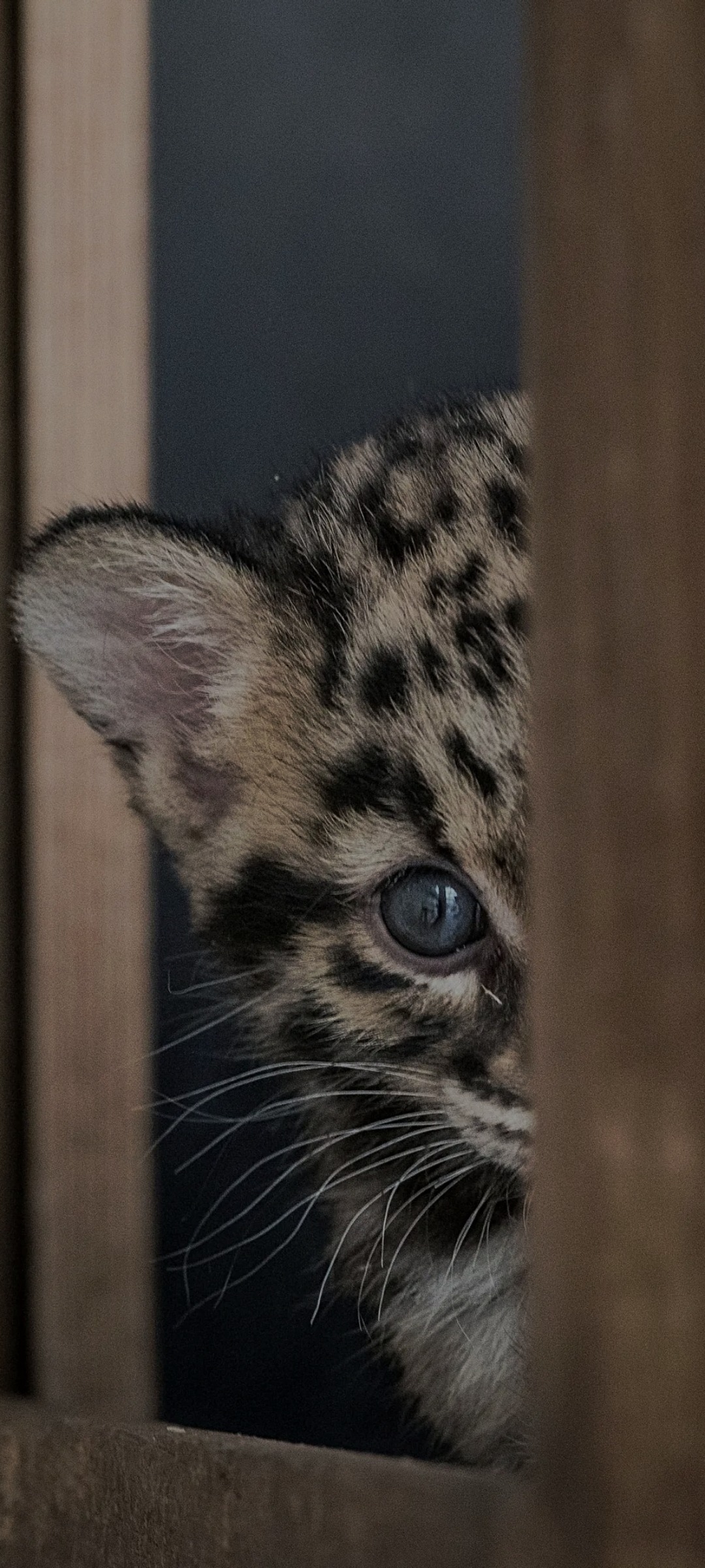 Abdalla - Bardouville - Seine-Maritime | Speed Dating